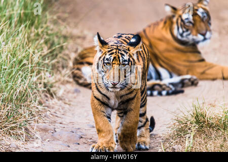 Huit mois cub de Royal Bengal Tiger walking avant. Tigresse noor isolé en arrière-plan Banque D'Images