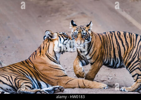 Tigresse du Bengale Royal avec ses 8 mois à la Réserve de tigres de Ranthambore cub Banque D'Images