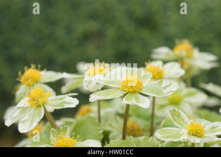 Hacquetia epipactis 'Thor' fleurit avec des fleurs jaune-or pâle et vert-bractées panachés Banque D'Images