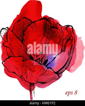 Vector fait main sur red tulip aquarelle splash. Isolé sur fond blanc. L'art original pour votre conception. Illustration de Vecteur