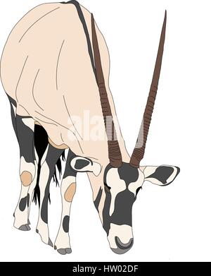 Portrait d'un oryx à la nourriture, vue avant Illustration de Vecteur