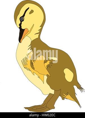 Portrait d'un très mignon et drôle de poulet canard colvert commun Illustration de Vecteur