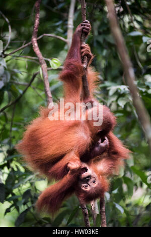 Funny photo de bébé deux orangs-outans (Pongo abelii) dans la jungle près de Bukit Lawang, parc national de Gunung Leuser, Nord de Sumatra, Indonésie Banque D'Images