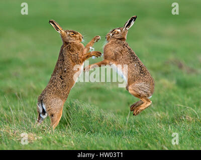 European brown hare boxing Banque D'Images