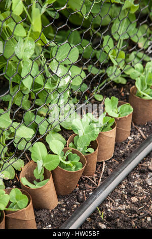 Les semis de pois mange-tout avec des rouleaux de papier de toilette vide autour d'eux pour les protéger de vers gris, dans un jardin de l'ouest de Washington, USA. Vous pouvez faire un simple Banque D'Images