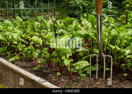 Rote Kugel, Detroit Red et Red Ace betteraves poussant dans un jardin avec un lit soulevé jardin fok, dans l'ouest de Washington, USA. Un jardin fourche a quatre dents Banque D'Images