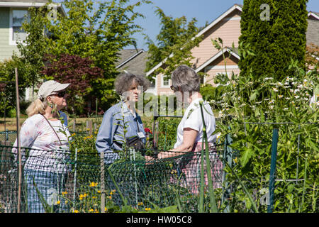 Les gens à visiter les Providence Point Patch Pois Garden à Issaquah, Washington, USA Banque D'Images