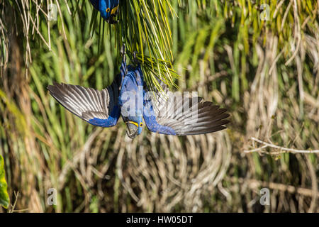 Paire de Hyacinth Macaws accouplé pour la vie, montrer de l'affection, dans la région du Pantanal, Mato Grosso, Brésil, Amérique du Sud Banque D'Images
