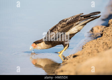 Caracara huppé de boire de l'Onca dans la région du Pantanal, Mato Grosso, Brésil, Amérique du Sud Banque D'Images
