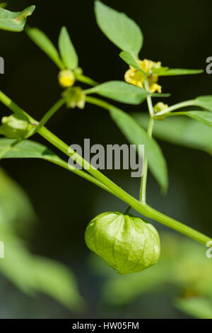 Tomatille plante dans un jardin à l'ouest de l'État de Washington, USA Banque D'Images