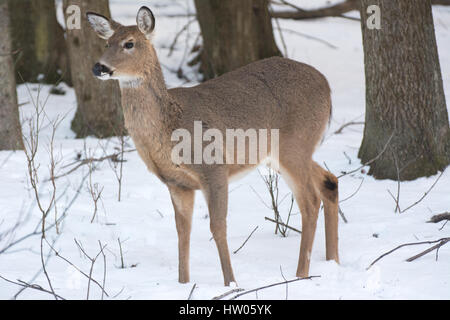Cerf de Virginie en Pennsylvanie dans l'hiver Banque D'Images