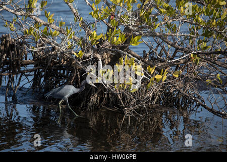 Petit héron à Merritt Island National Wildlife Refuge, Floride Banque D'Images