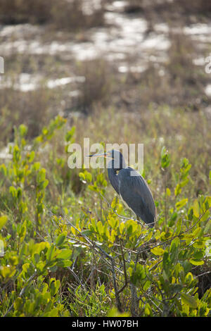 Aigrette tricolore à Merritt Island National Wildlife Refuge, Floride Banque D'Images