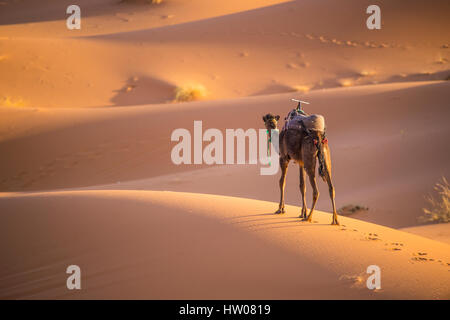 Camel sur les dunes du désert du Sahara au coucher du soleil à Merzouga - Maroc - Afrique Banque D'Images