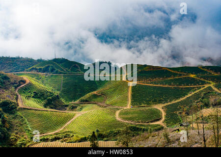 De nombreuses rizières en terrasses de Sapa, dans le nord du Vietnam. Le nord-ouest de ville de marché de Sapa est coloré et charmant au Vietnam Banque D'Images