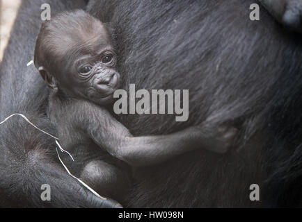 Francfort, Allemagne. Mar 15, 2017. Une semaine deux vieux bébé femelle gorille s'accroche à sa mère, Dian, au zoo de Francfort, Allemagne, 15 mars, 2017. A l'origine, la mère de gorille a donné naissance à deux bébés, dont l'un est mort peu après la naissance. Photo : Boris Roessler/dpa/Alamy Live News Banque D'Images