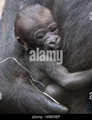 Francfort, Allemagne. Mar 15, 2017. Une semaine deux vieux bébé femelle gorille s'accroche à sa mère, Dian, au zoo de Francfort, Allemagne, 15 mars, 2017. A l'origine, la mère de gorille a donné naissance à deux bébés, dont l'un est mort peu après la naissance. Photo : Boris Roessler/dpa/Alamy Live News Banque D'Images