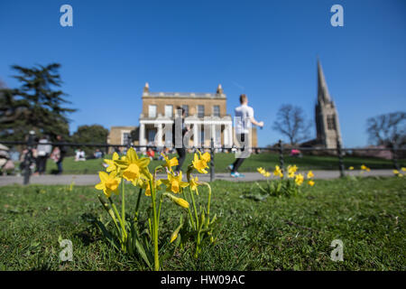 Londres, Royaume-Uni. Mar 15, 2017.UK weather. Belle, ensoleillée, le printemps de jonquilles dans Finsbury Park et Clissold Park, Londres. Credit : Carol Moir/Alamy Live News Banque D'Images