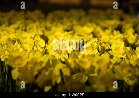 Edinburgh, Ecosse, Royaume-Uni. 15 mars 2017. Marie Curie fête son grand appel de la Jonquille avec une installation de 2 100 jonquilles artisanal appelé Jardin de lumière à Edinburgh's St Andrew Square. Credit : Riche de Dyson/Alamy Live News Banque D'Images