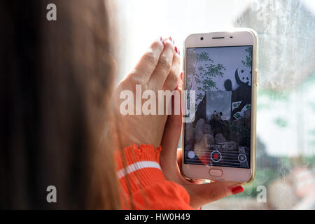 Lanzhou, Chine. 16 mars 2017. Un visiteur prend des photos de panda géant au Zoo de Lanzhou Lan Shu à Lanzhou, capitale de la province de Gansu, dans le nord-ouest de la Chine, le 16 mars 2017. À l'âge de 23 ans, le panda géant va quitter Lanzhou le jeudi pour revenir à sa ville natale dans le sud-ouest de la province chinoise du Sichuan en raison de problèmes de santé. Le zoo de Lanzhou a tenu une soirée d'adieu pour Shu Lan le jeudi matin. Beaucoup de gens sont venus dire au revoir. Experts ont dit Shu Lan est en bonne santé, mais a conclu qu'elle a montré certains symptômes du vieillissement, comme la perte de poids. Source : Xinhua/Alamy Live News Banque D'Images