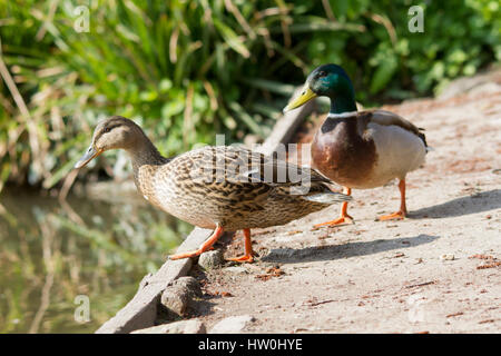 Eastbourne, Royaume-Uni. Mar 16, 2017. Météo britannique. Une paire de Canards colverts dans le soleil du printemps dans la région de Hampden Park, à Eastbourne, East Sussex, UK Crédit : Ed Brown/Alamy Live News Banque D'Images