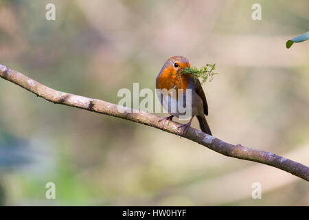 Eastbourne, Royaume-Uni. Mar 16, 2017. UK weather.Un Robin recueille des matériaux de nidification dans le soleil du printemps dans la région de Hampden Park, à Eastbourne, East Sussex, UK Crédit : Ed Brown/Alamy Live News Banque D'Images