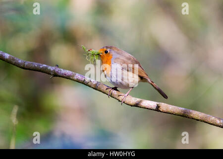 Eastbourne, Royaume-Uni. Mar 16, 2017. UK weather.Un Robin recueille des matériaux de nidification dans le soleil du printemps dans la région de Hampden Park, à Eastbourne, East Sussex, UK Crédit : Ed Brown/Alamy Live News Banque D'Images