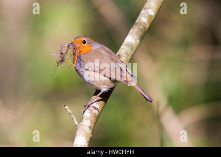 Eastbourne, Royaume-Uni. Mar 16, 2017. UK weather.Un Robin recueille des matériaux de nidification dans le soleil du printemps dans la région de Hampden Park, à Eastbourne, East Sussex, UK Crédit : Ed Brown/Alamy Live News Banque D'Images