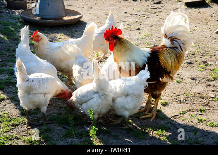 Huit poules et un coq pour picorer la nourriture sur le sol Banque D'Images