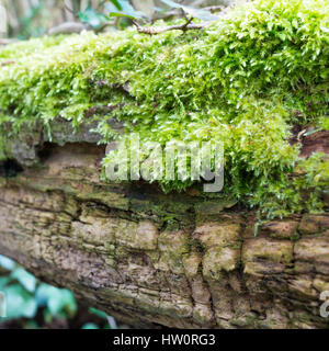 Les sphaignes qui croissent sur le tronc pourri d'un arbre tombé. Banque D'Images