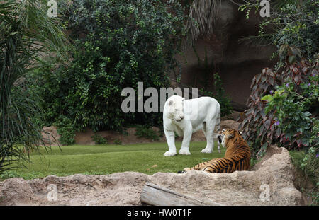 Deux tigres - Prince (tigre blanc) et Saba dans le Loro Parque à Tenerife Banque D'Images