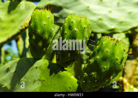 Prickly Pear Cactus opuntia avec fruits pas mûrs Banque D'Images