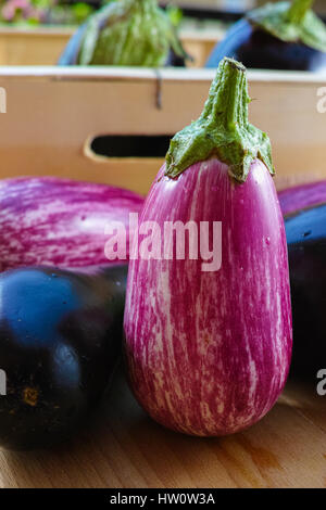 Les aubergines de différentes couleur et variété dans la boîte en bois sur la table Banque D'Images