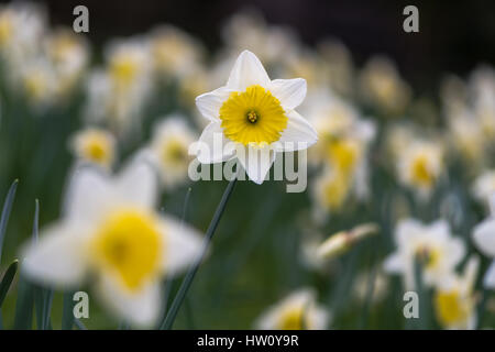 Narcisse jonquille fleurs Ice Follies. Les grandes rondelles jaune et blanche fleur de source vivace dans la famille Amaryllidaceae (amaryllis) Banque D'Images