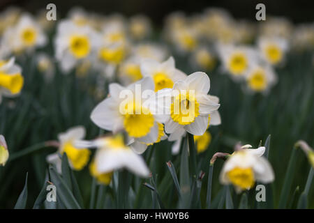 Narcisse jonquille Sensation Holland fleurs. Les grandes rondelles jaune et blanche fleur de source vivace dans la famille Amaryllidaceae (amaryllis) Banque D'Images