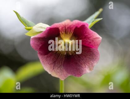 Lenten rose (Helleborus orientalis) fleur pourpre. La fin de l'hiver de fleur plante vivace en famille (Ranunculaceae) Banque D'Images