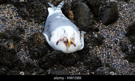 Priez seul oiseau Mew hunt Banque D'Images