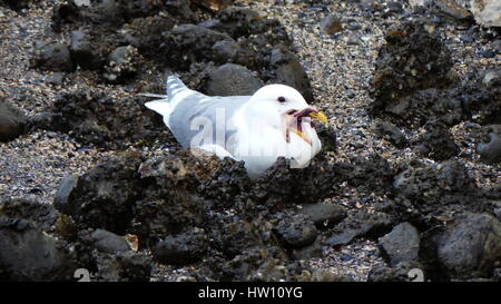 Seagull holding starfish en bec Banque D'Images
