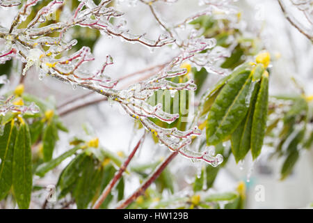 Plantes gelée recouverte d'une épaisse couche de glace après un rare et dangereux de la tempête d'hiver avec la pluie verglaçante à Eugene en Oregon. Banque D'Images