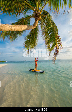 Les Maldives, Rangali Island. Conrad Hilton Resort. Femme sur un paddleboard sur l'océan, près d'un palmier. (MR) Banque D'Images