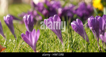 Purple crocus magnifique sur un pré, le printemps ! Banque D'Images