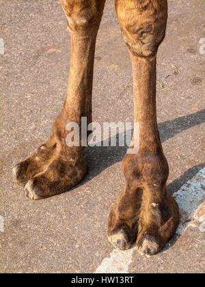 Une paire de jambes de chameau planté sur le trottoir à Agra, en Inde. Banque D'Images