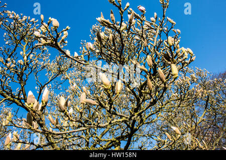 Les bourgeons sur un magnolia sur le point d'éclater en fleur sur un jour de printemps ensoleillé avec un ciel bleu Banque D'Images