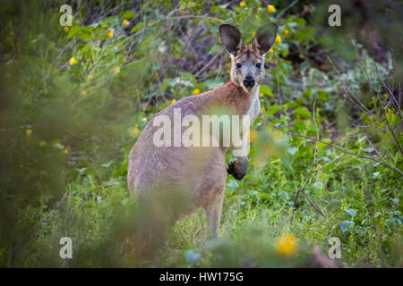 Wodonga (Macropus robustus) Banque D'Images