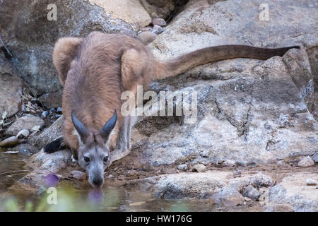 Wodonga (Macropus robustus) Banque D'Images