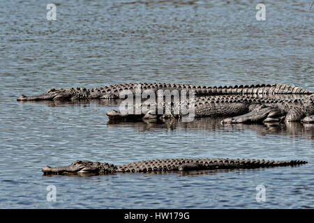 Les alligators américains se prélasser dans l'eau peu profonde à l'Donnelley Wildlife Management Area 11 mars 2017 à Green Pond, en Caroline du Sud. Le préserver est une étape de la nature du bassin d'ACE pour les réfugiés, l'un des plus grands estuaires non développées le long de la côte atlantique des États-Unis. Banque D'Images