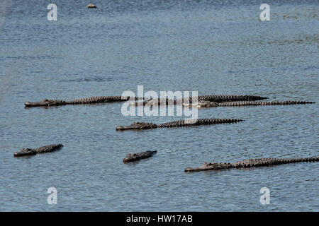 Les alligators américains se prélasser dans l'eau peu profonde à l'Donnelley Wildlife Management Area 11 mars 2017 à Green Pond, en Caroline du Sud. Le préserver est une étape de la nature du bassin d'ACE pour les réfugiés, l'un des plus grands estuaires non développées le long de la côte atlantique des États-Unis. Banque D'Images