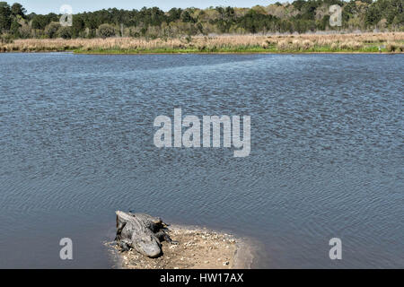 Les alligators américains se prélasser le long de la berge à l'Donnelley Wildlife Management Area 11 mars 2017 à Green Pond, en Caroline du Sud. Le préserver est une étape de la nature du bassin d'ACE pour les réfugiés, l'un des plus grands estuaires non développées le long de la côte atlantique des États-Unis. Banque D'Images