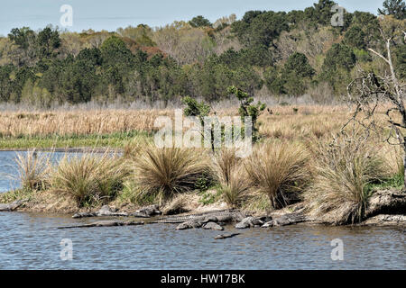 Les alligators américains se prélasser le long de la berge à l'Donnelley Wildlife Management Area 11 mars 2017 à Green Pond, en Caroline du Sud. Le préserver est une étape de la nature du bassin d'ACE pour les réfugiés, l'un des plus grands estuaires non développées le long de la côte atlantique des États-Unis. Banque D'Images