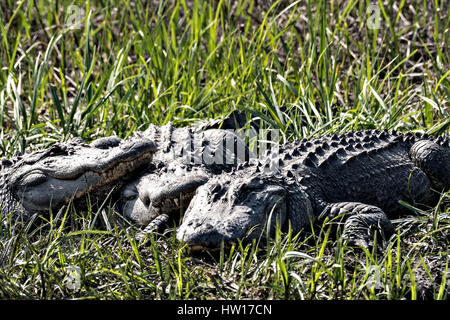 Les alligators américains se prélasser le long de la berge à l'Donnelley Wildlife Management Area 11 mars 2017 à Green Pond, en Caroline du Sud. Le préserver est une étape de la nature du bassin d'ACE pour les réfugiés, l'un des plus grands estuaires non développées le long de la côte atlantique des États-Unis. Banque D'Images